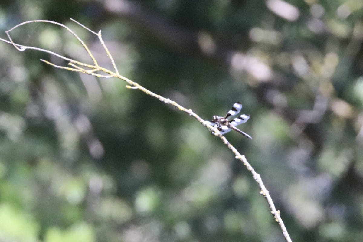 Passerin azuré - ML641045674