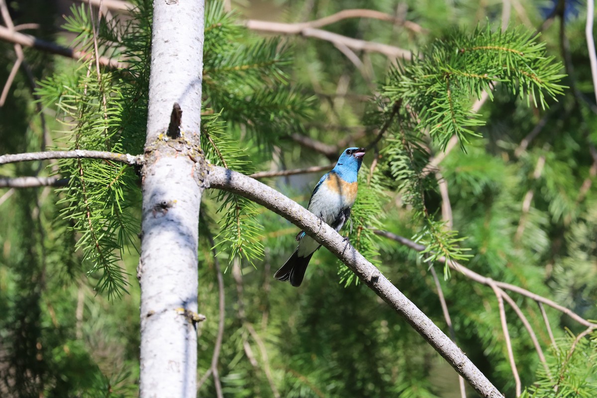 Passerin azuré - ML641045675