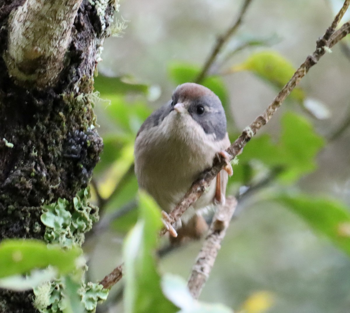 Pipipi - ML641045679