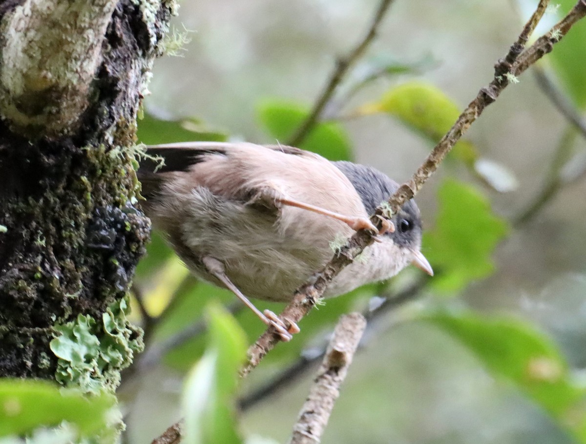 Pipipi - ML641045680