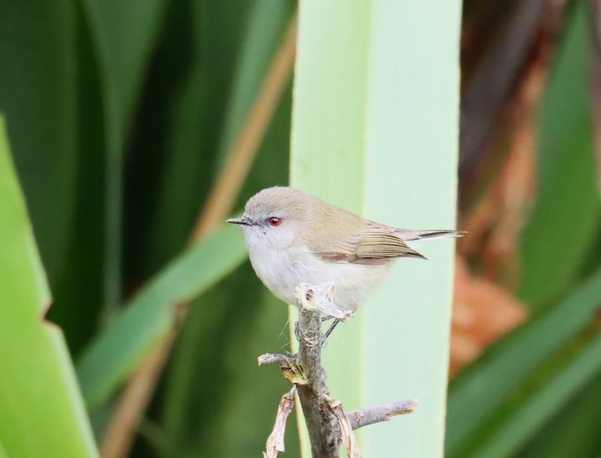 Gray Gerygone - ML641045710