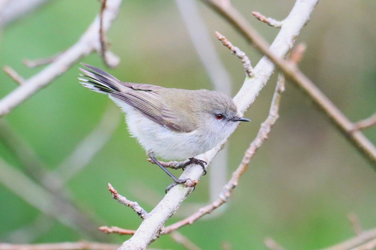 Gray Gerygone - ML641045711