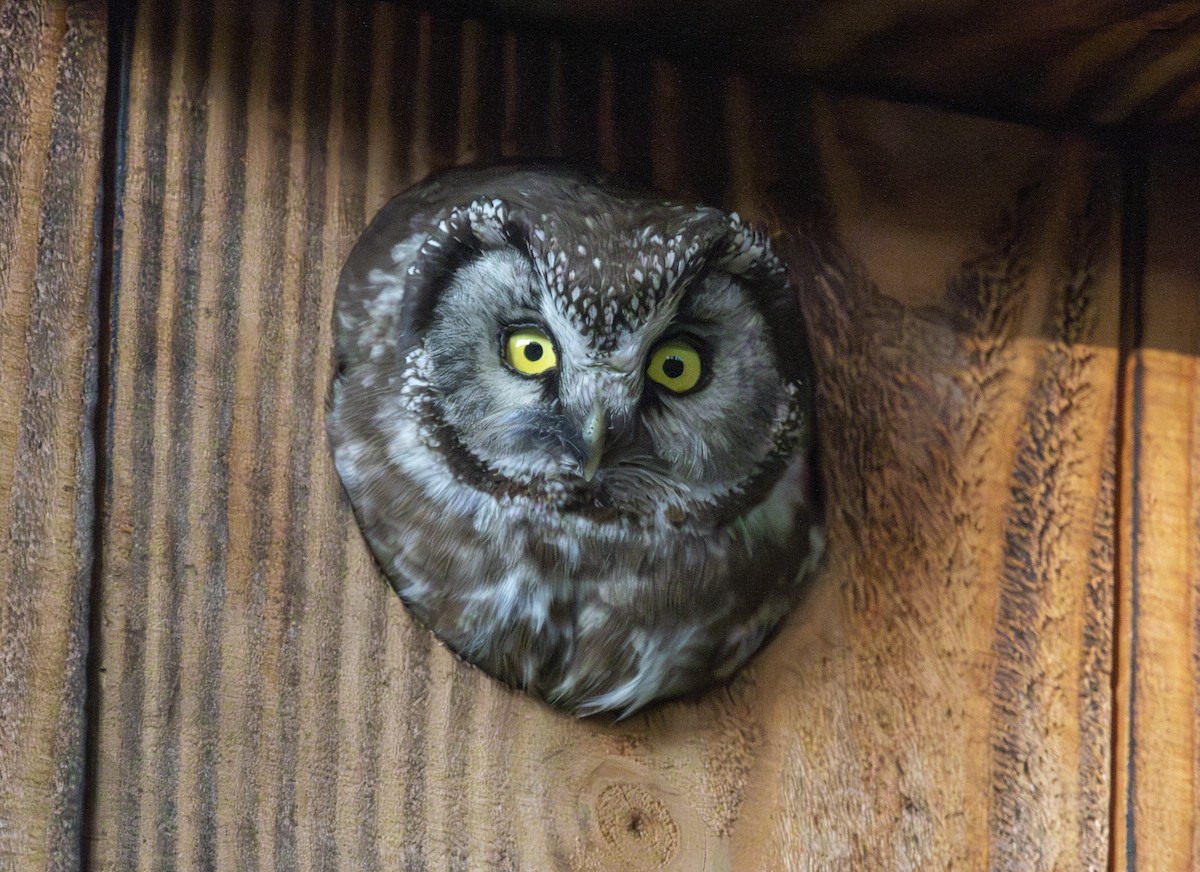 Boreal Owl - ML641045714