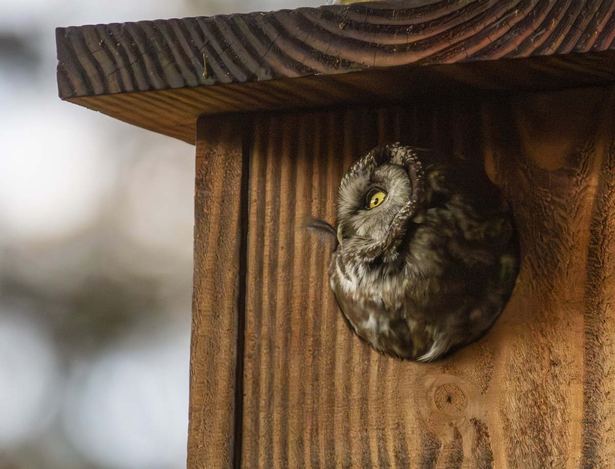 Boreal Owl - ML641045715