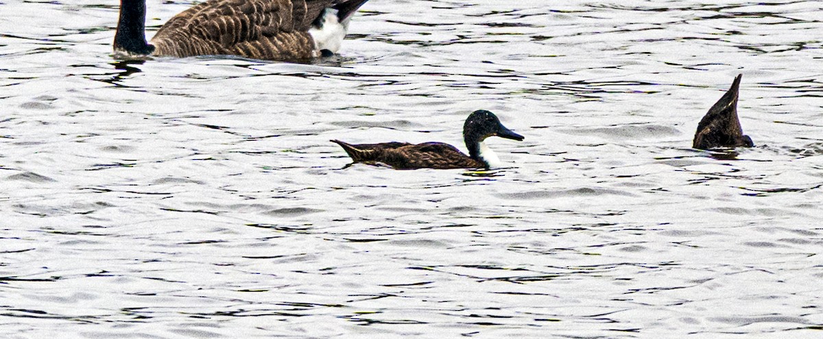 Northern Pintail - ML641045725