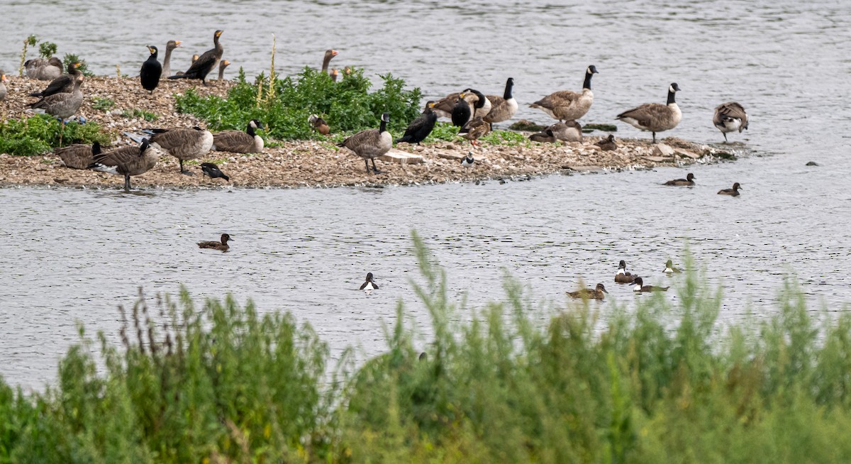 Northern Pintail - ML641045726