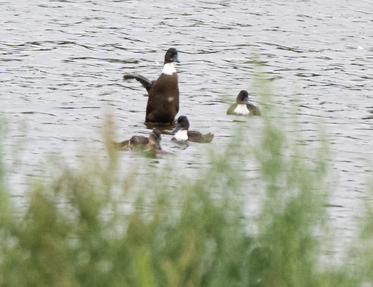Northern Pintail - ML641045727