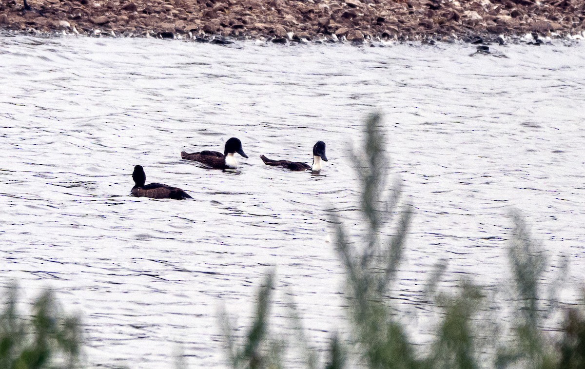 Northern Pintail - ML641045728