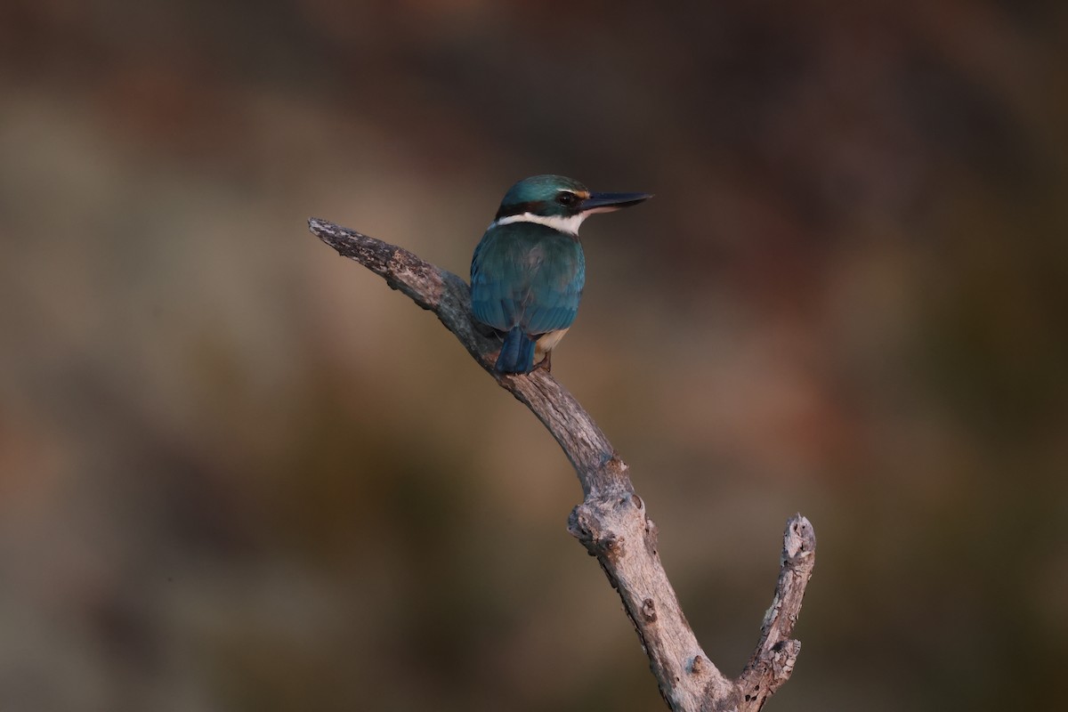 Sacred Kingfisher - ML641045729