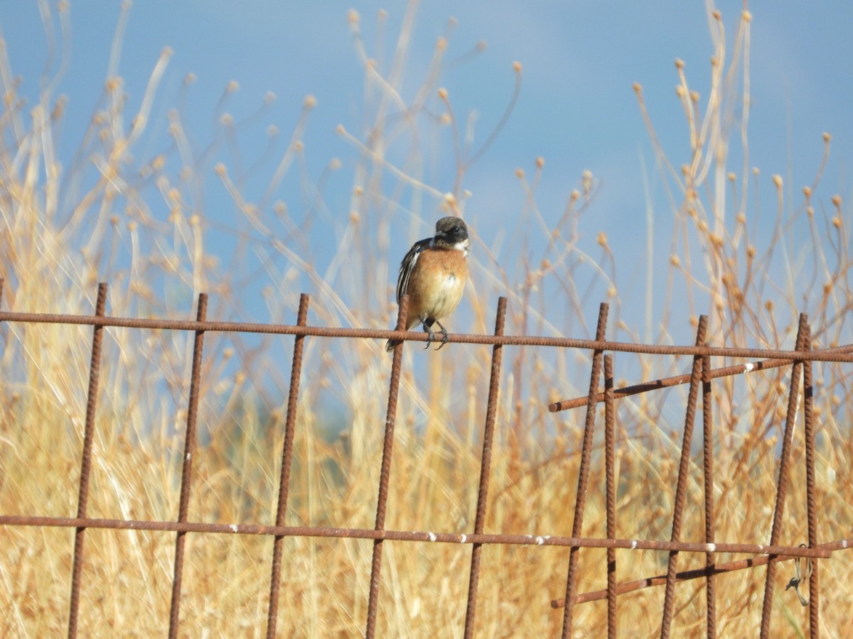 European Stonechat - ML641045761