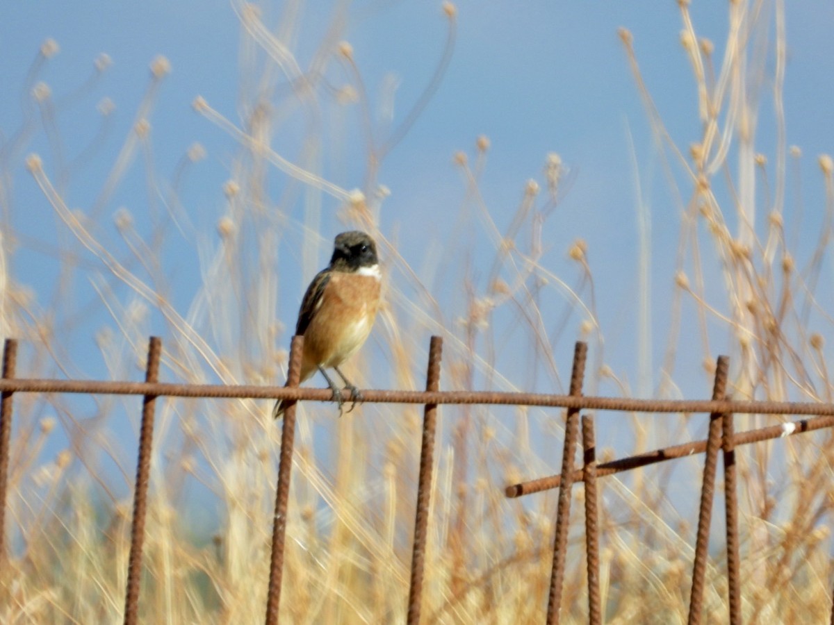 European Stonechat - ML641045763