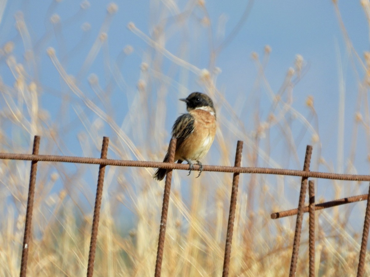 European Stonechat - ML641045764