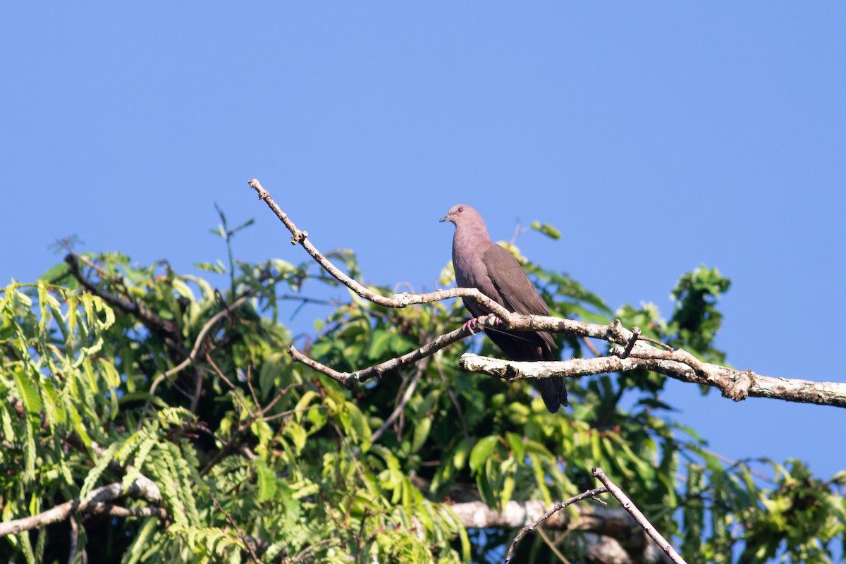 Ruddy Pigeon - ML641045790