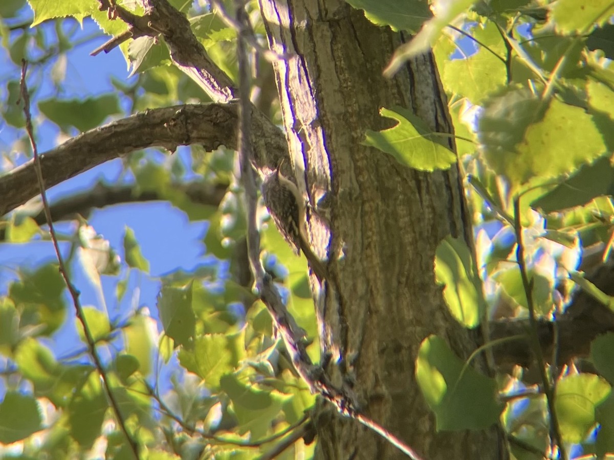 Brown Creeper - ML641045808