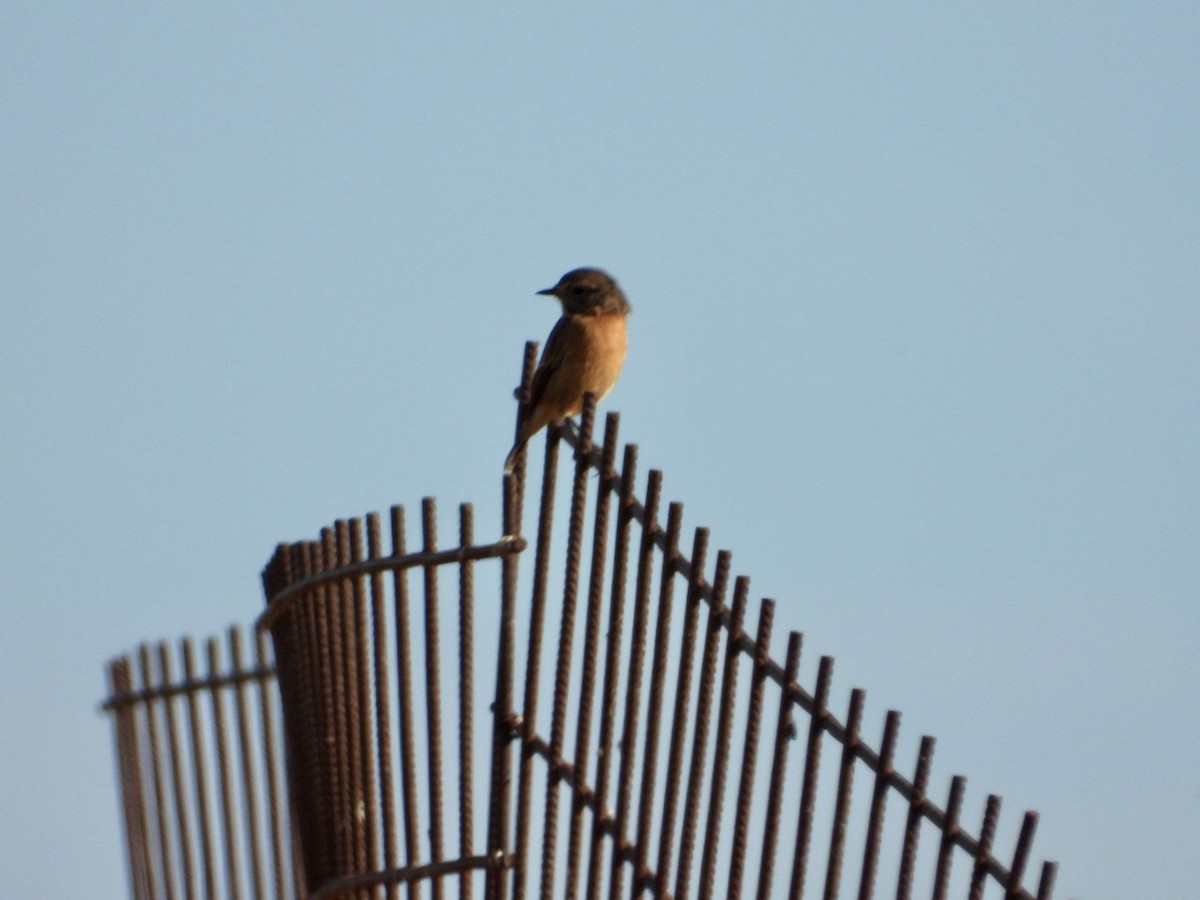 European Stonechat - ML641045809