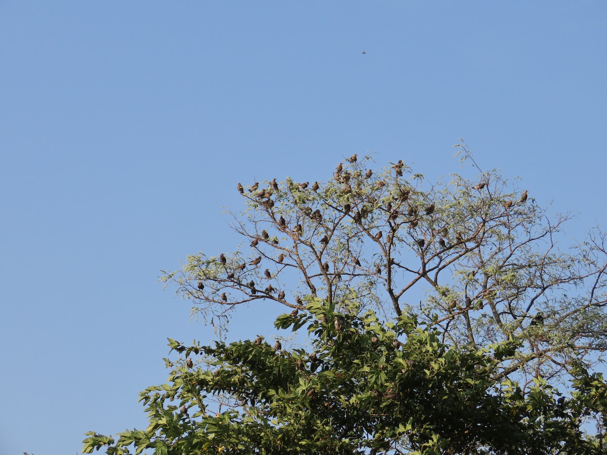 White-cheeked Starling - ML641045836