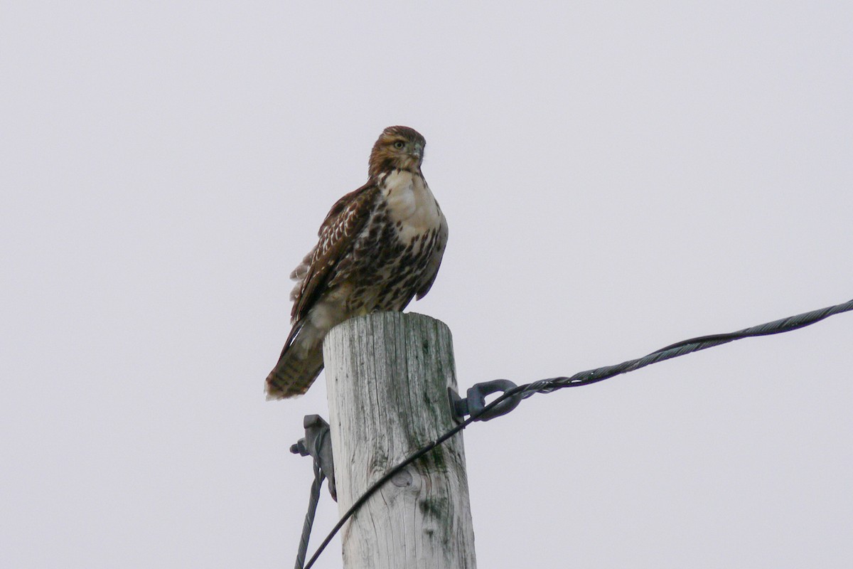 Red-tailed Hawk - ML641045845