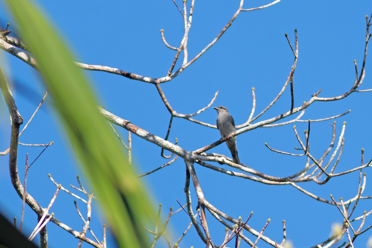 Crowned Slaty Flycatcher - ML641045906