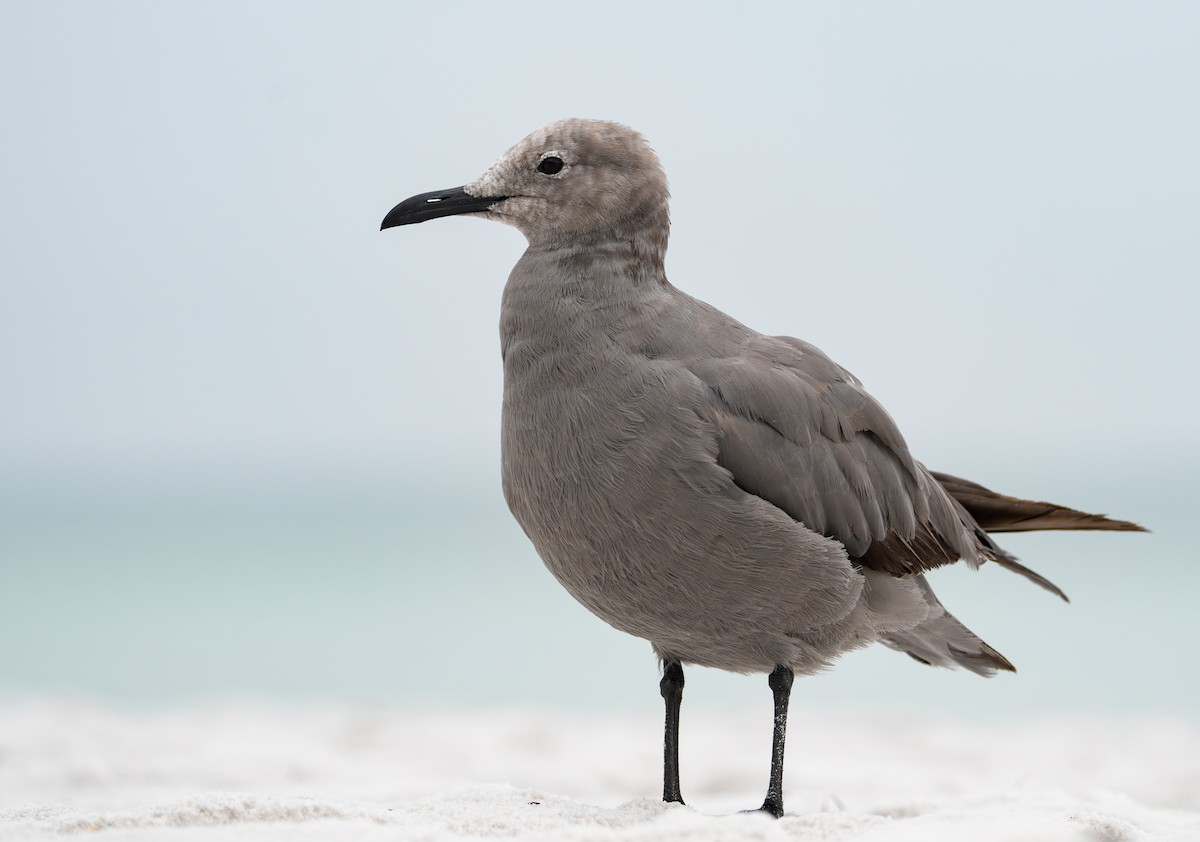 Gray Gull - ML641045917
