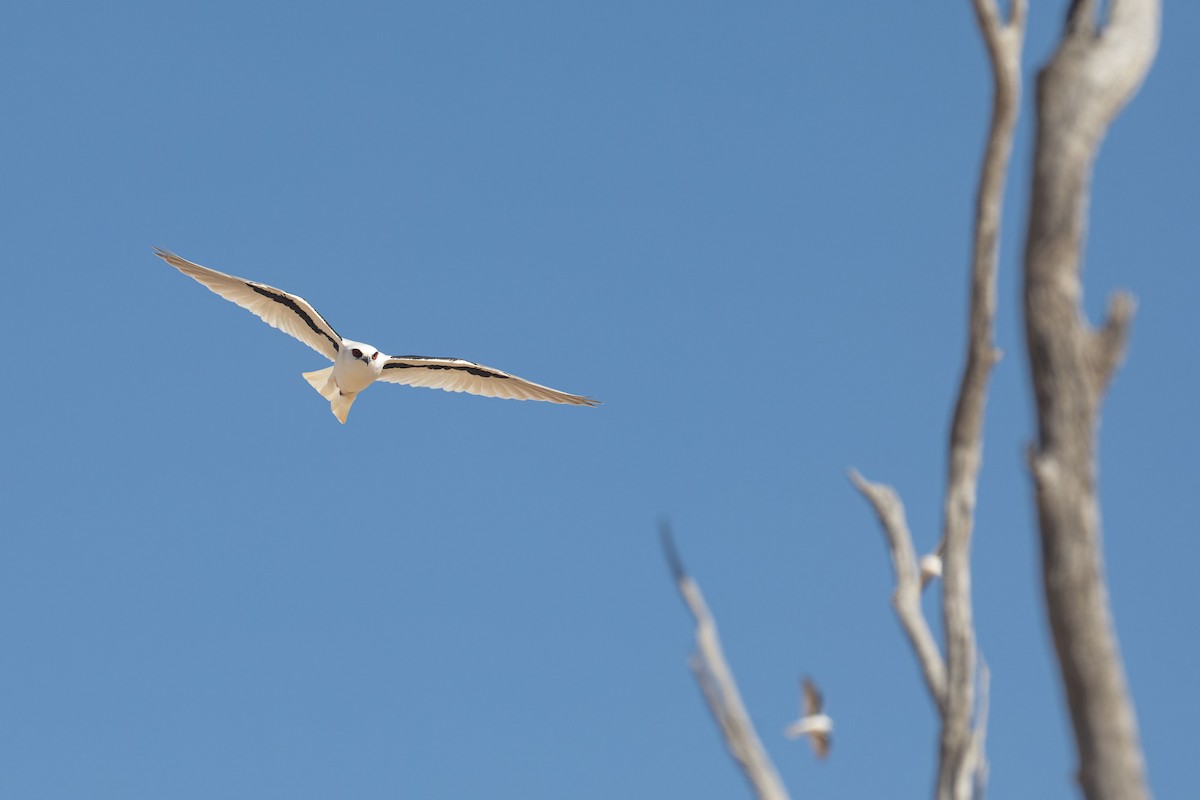 Letter-winged Kite - ML641045950