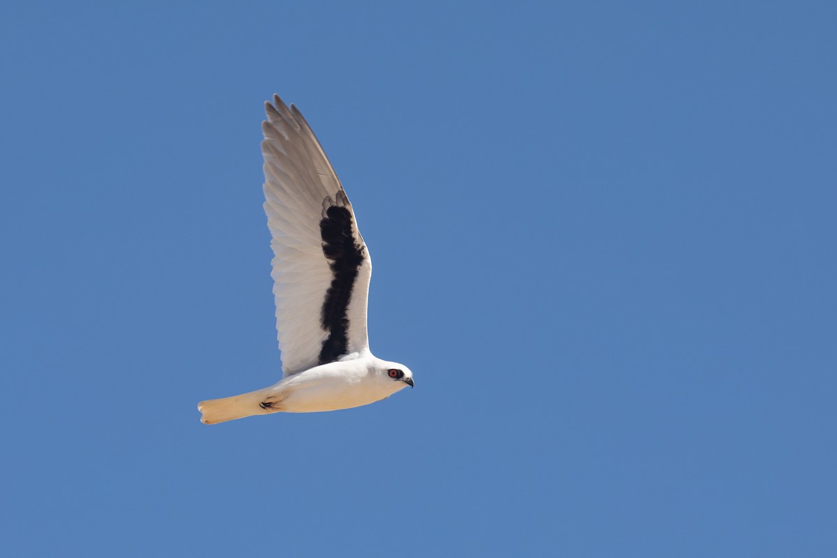 Letter-winged Kite - ML641045951