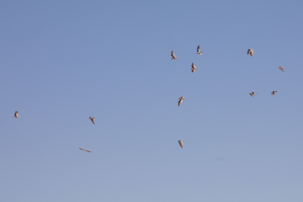 Letter-winged Kite - ML641045952