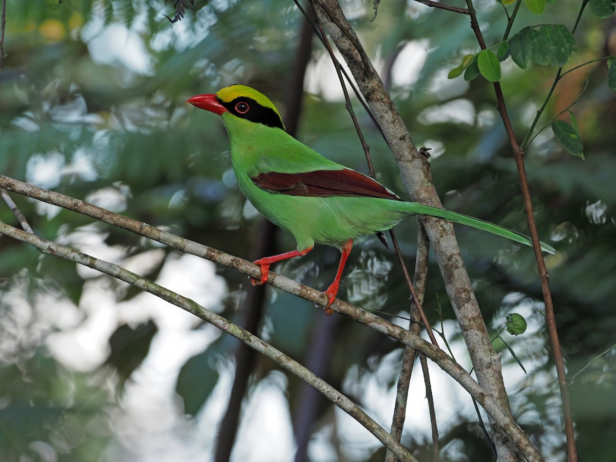 Common Green-Magpie - ML641045982