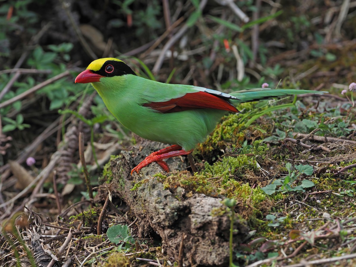 Common Green-Magpie - ML641045983