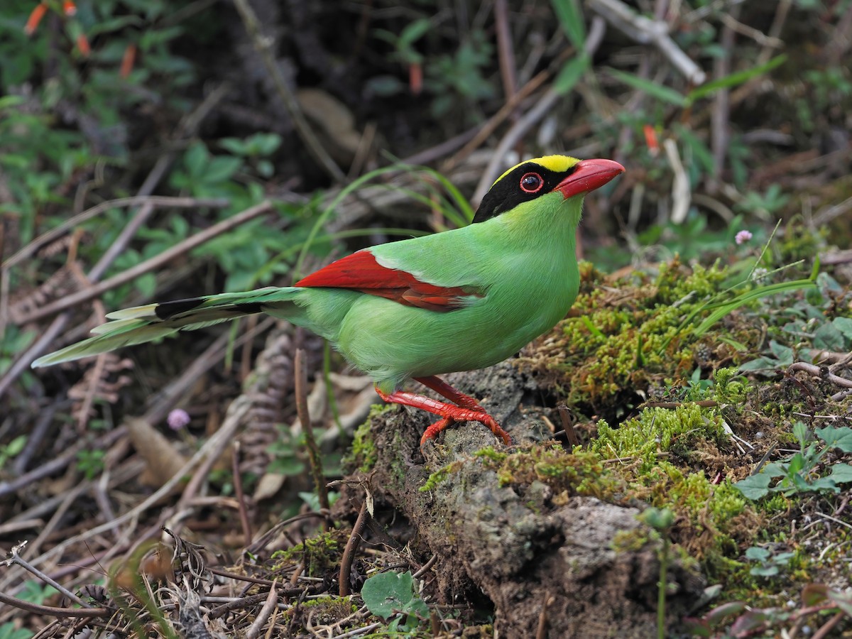 Common Green-Magpie - ML641045984