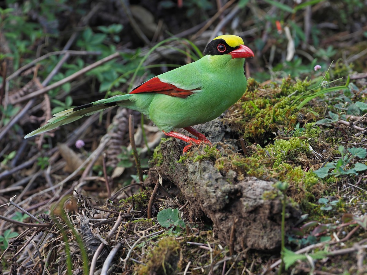 Common Green-Magpie - ML641045985