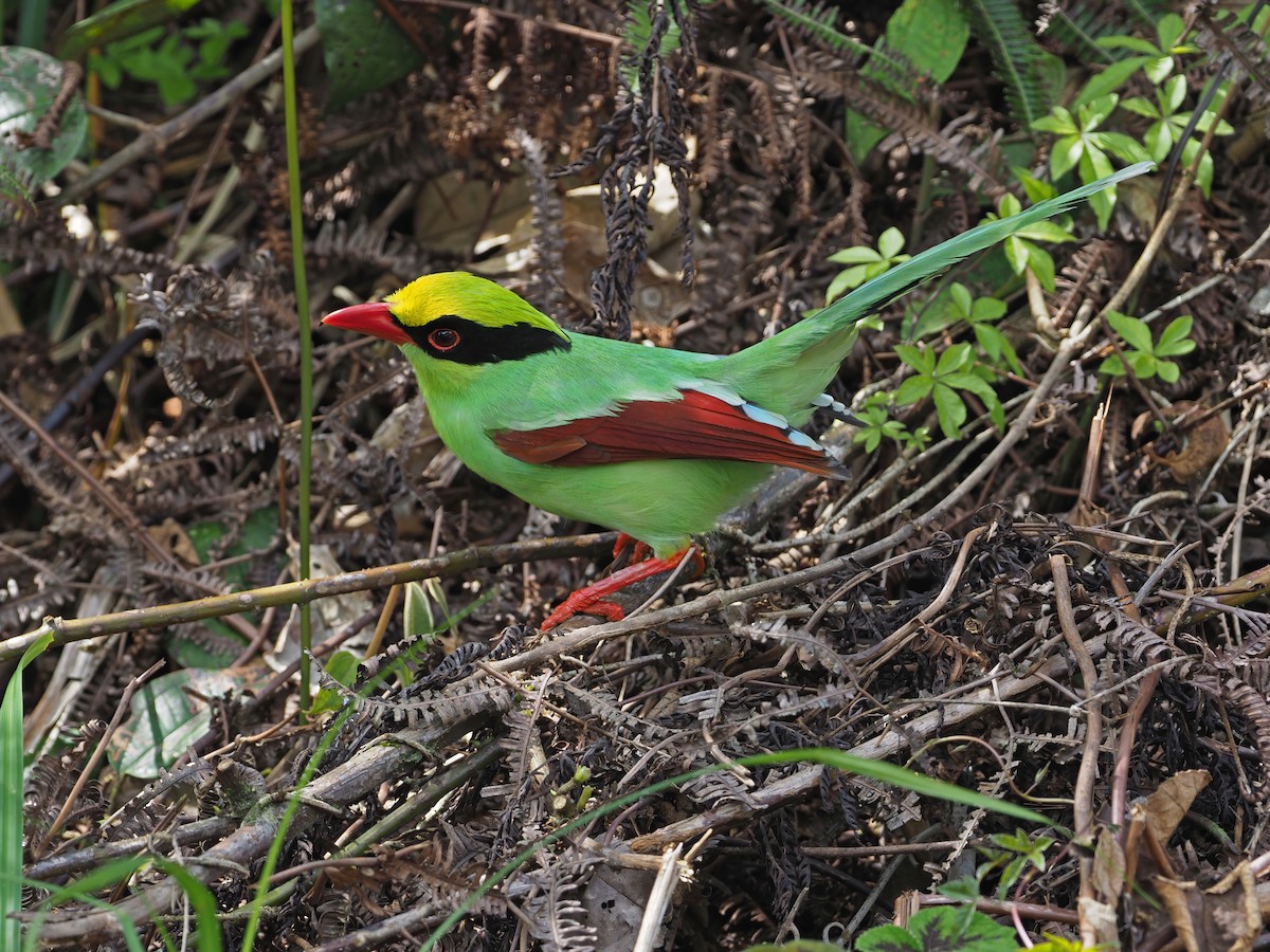 Common Green-Magpie - ML641045986