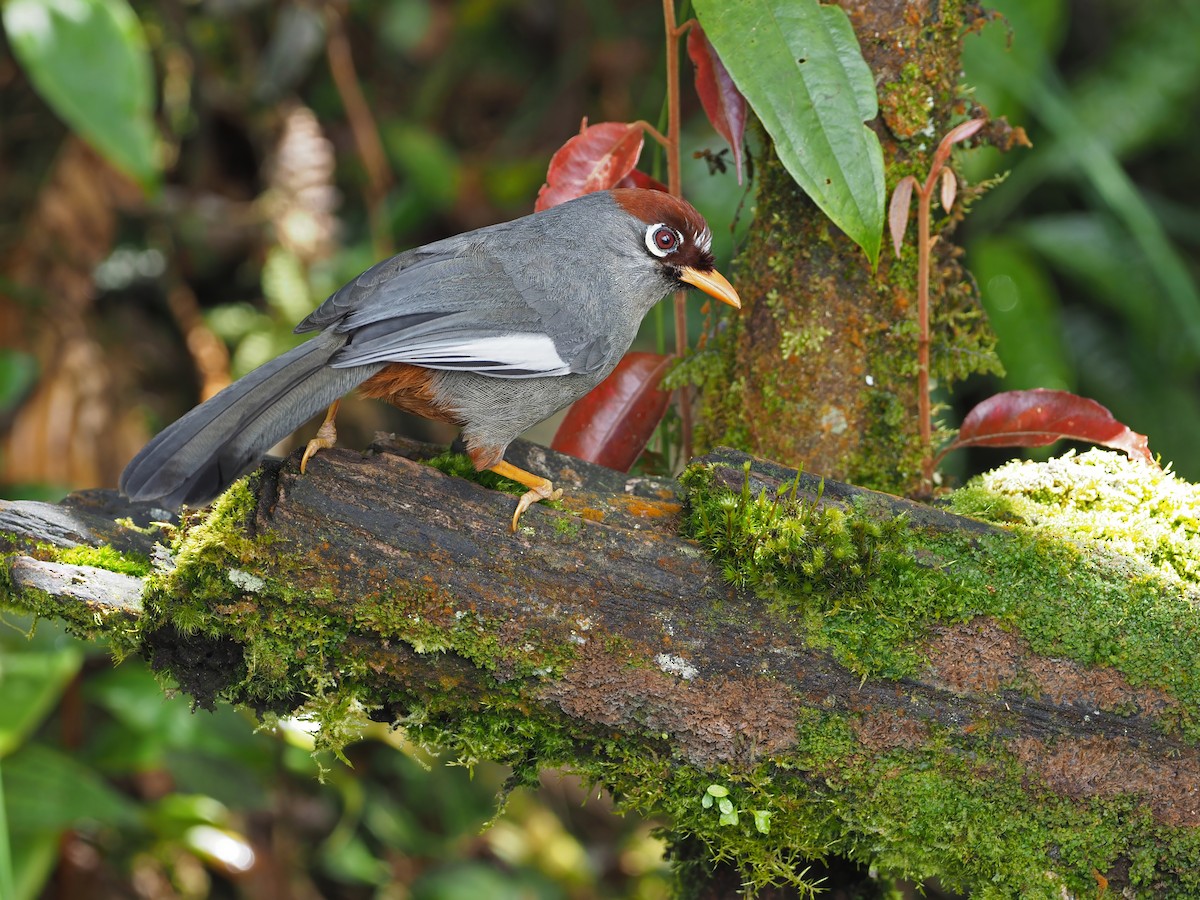 Chestnut-capped Laughingthrush - ML641045987