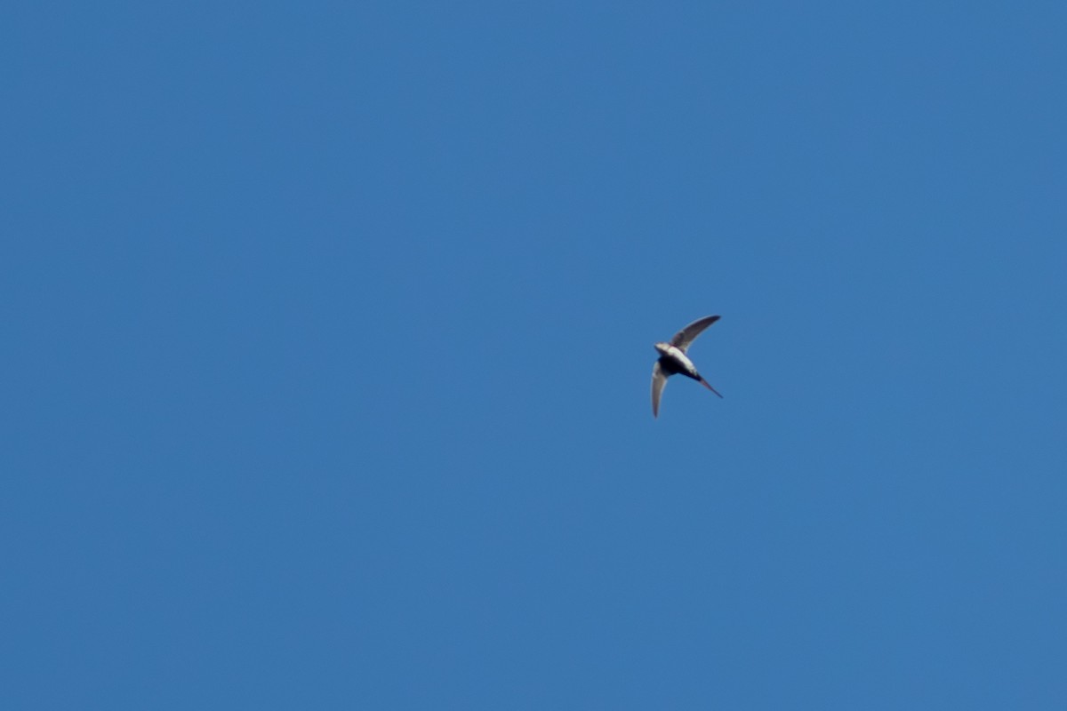 Fork-tailed Palm Swift - ML641046003