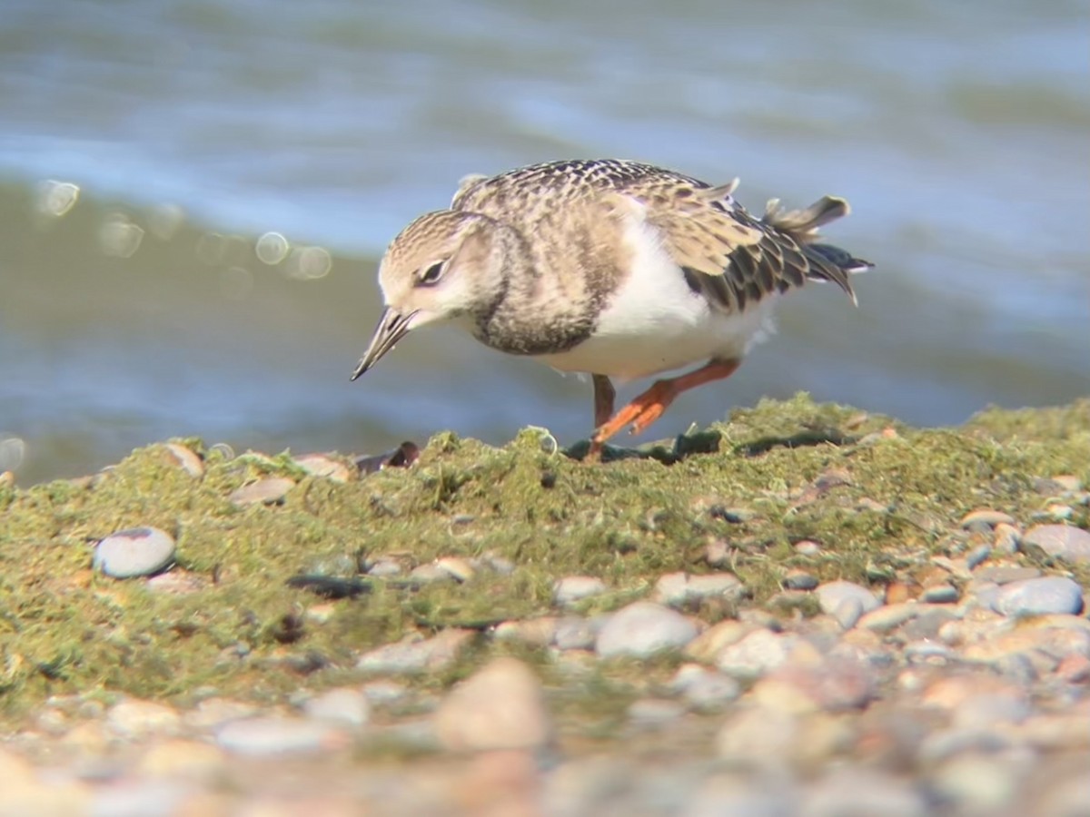 Ruddy Turnstone - ML641046012