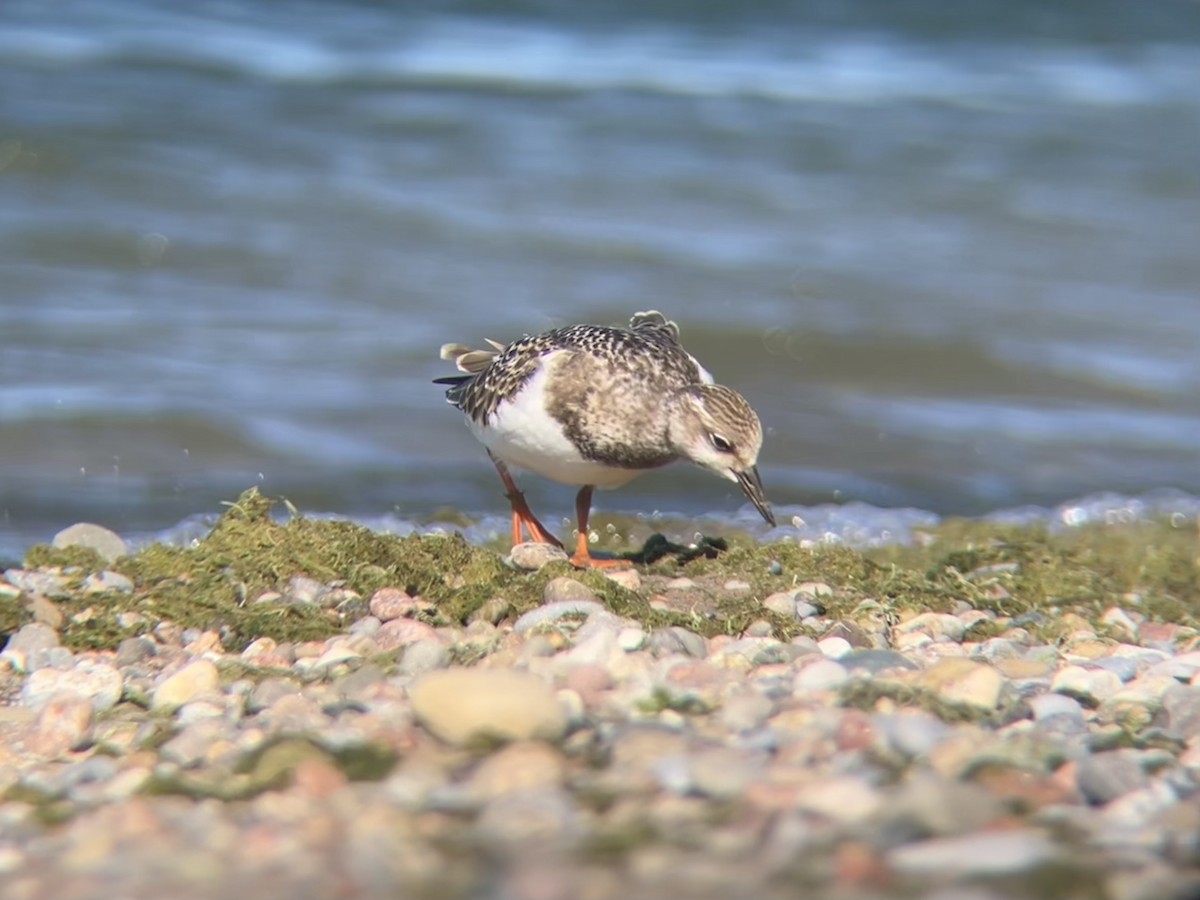 Ruddy Turnstone - ML641046013