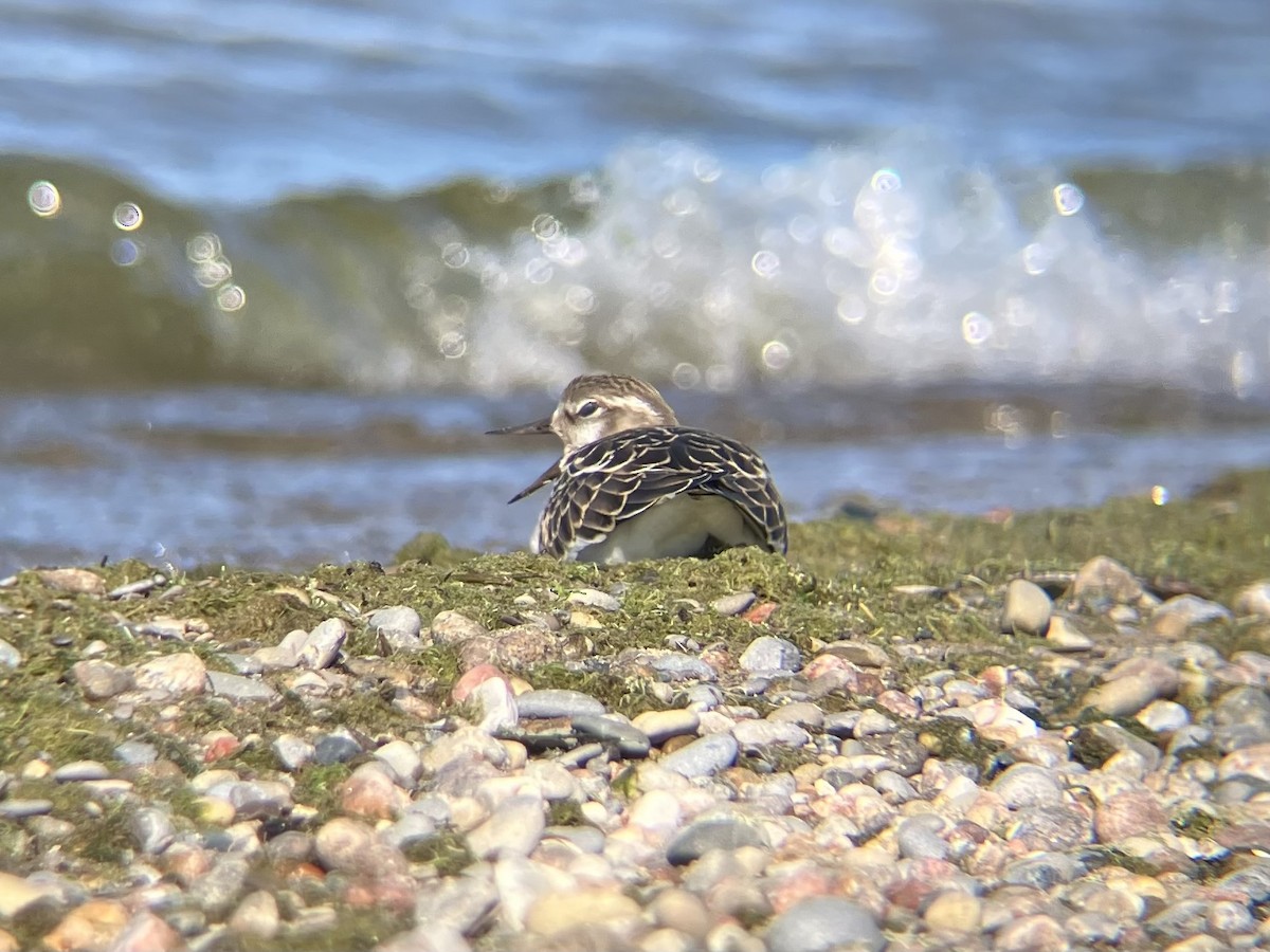 Ruddy Turnstone - ML641046014