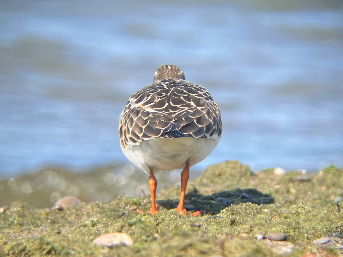 Ruddy Turnstone - ML641046015