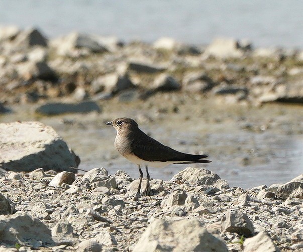 Oriental Pratincole - ML641046022