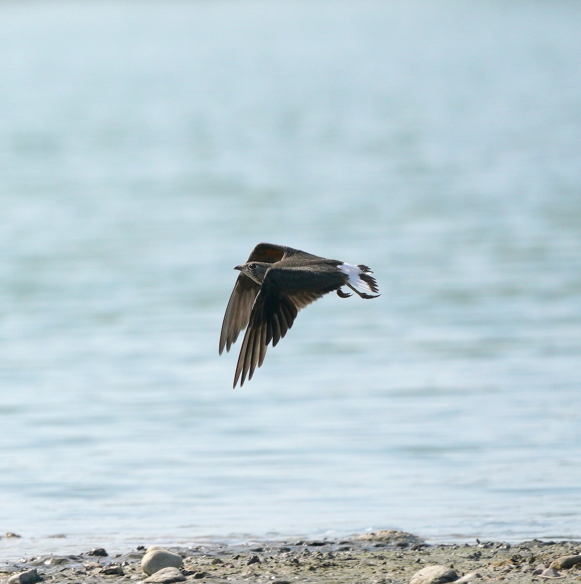 Oriental Pratincole - ML641046026