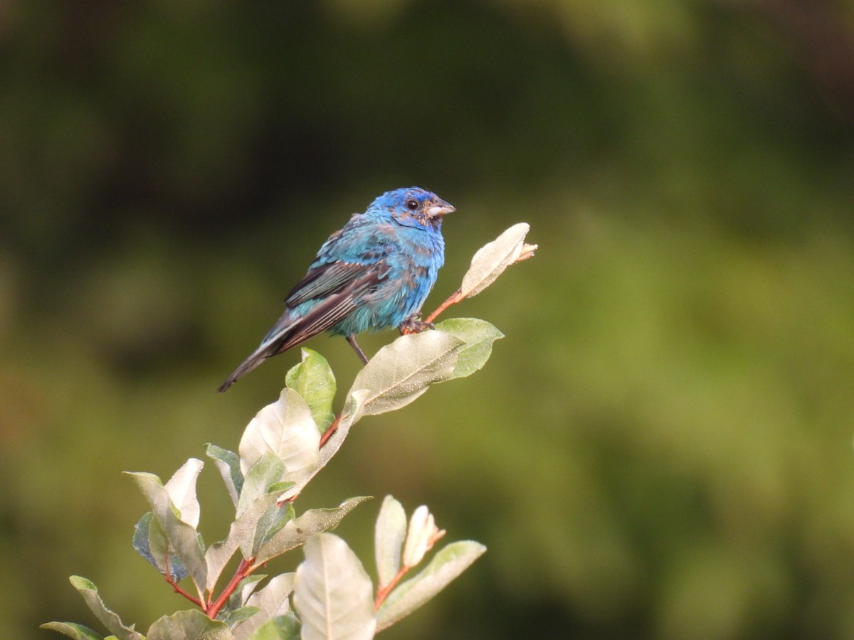 Indigo Bunting - ML641046053