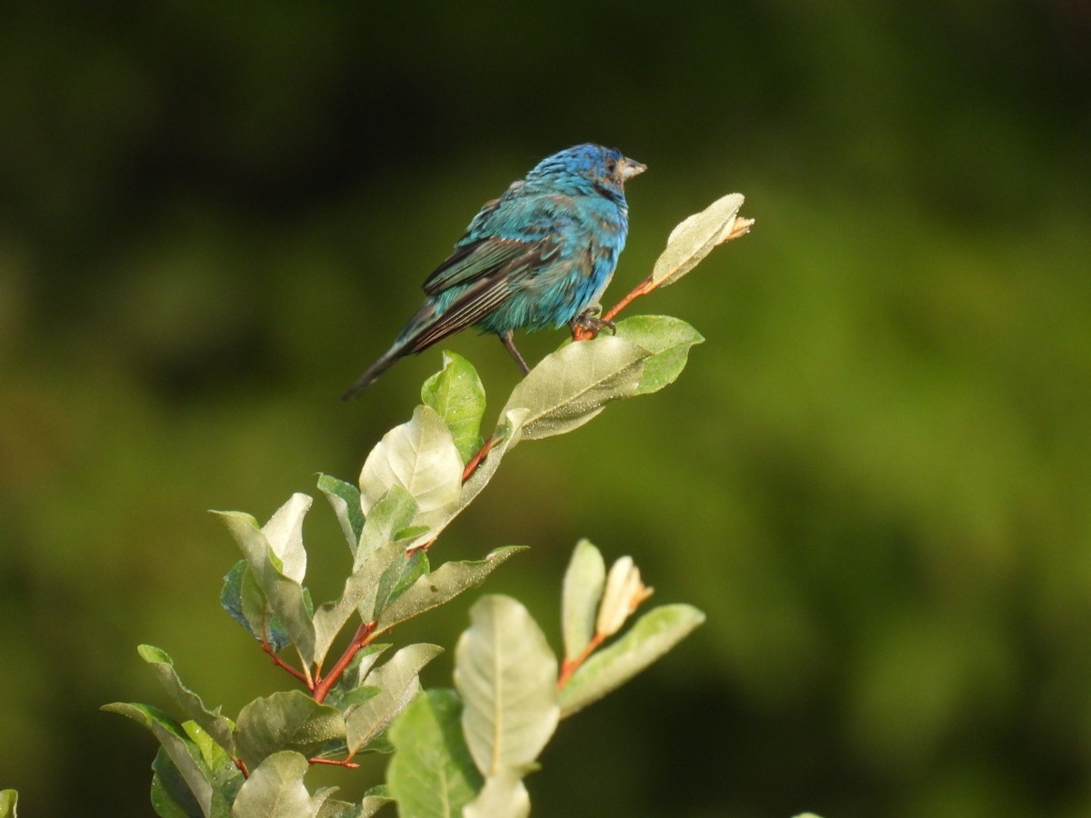 Indigo Bunting - ML641046054