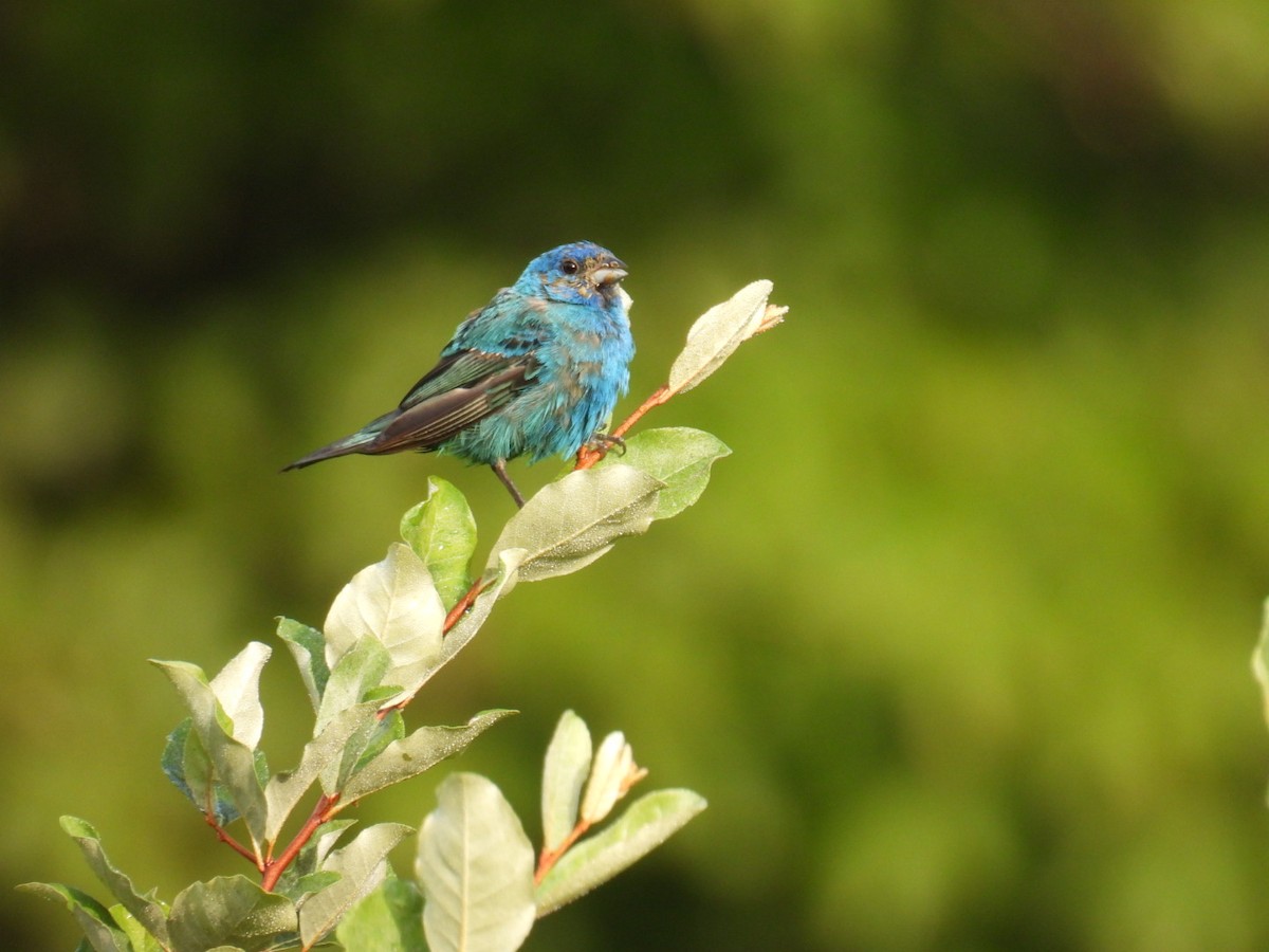 Indigo Bunting - ML641046055