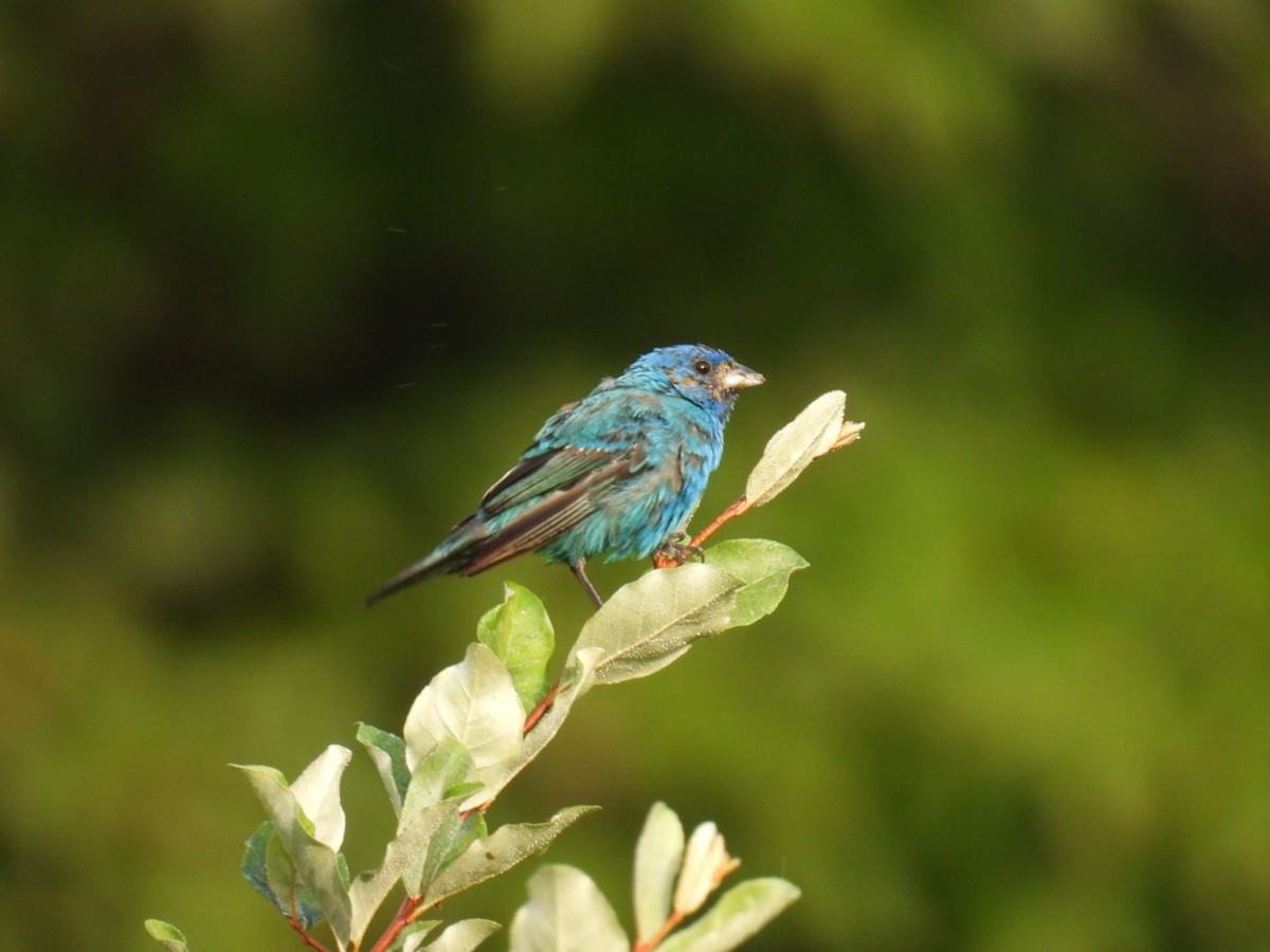 Indigo Bunting - ML641046056