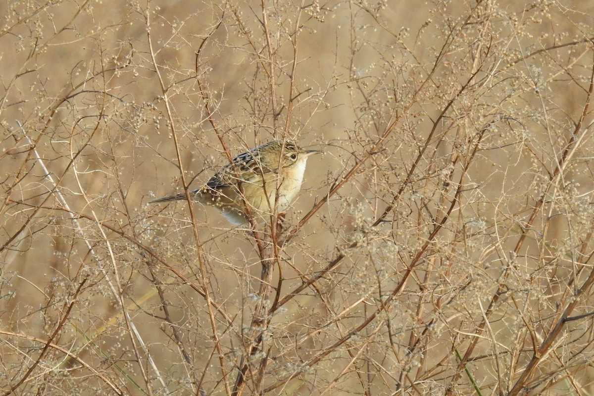 Grass Wren - ML641046061