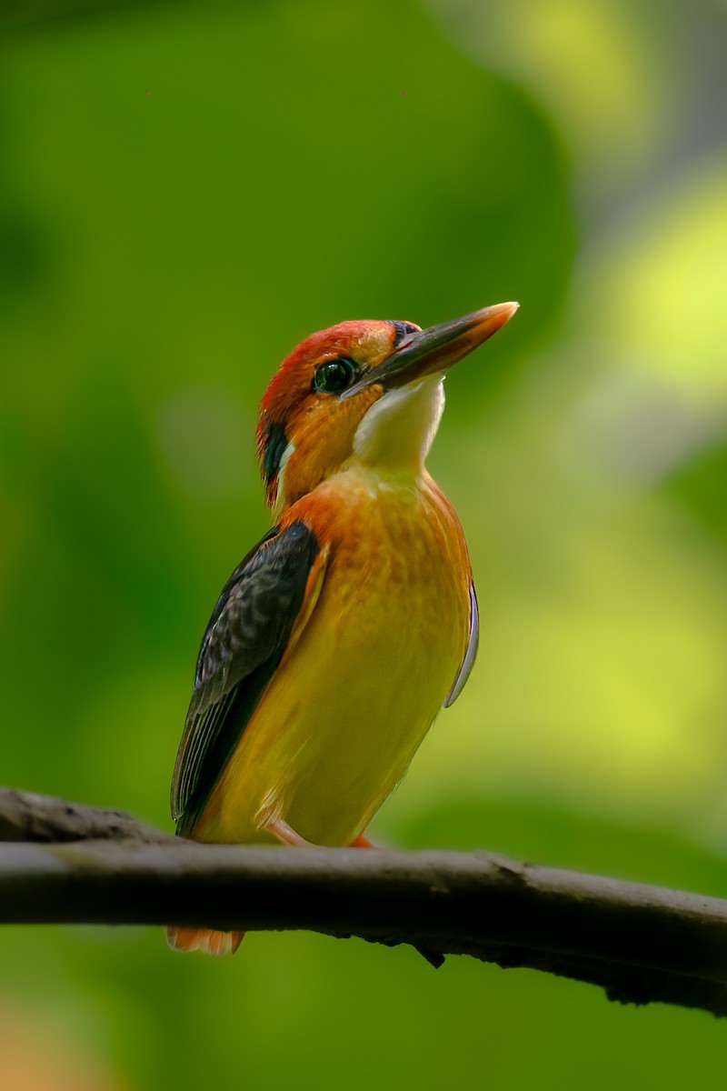 黑背三趾翠鳥 - ML641046085