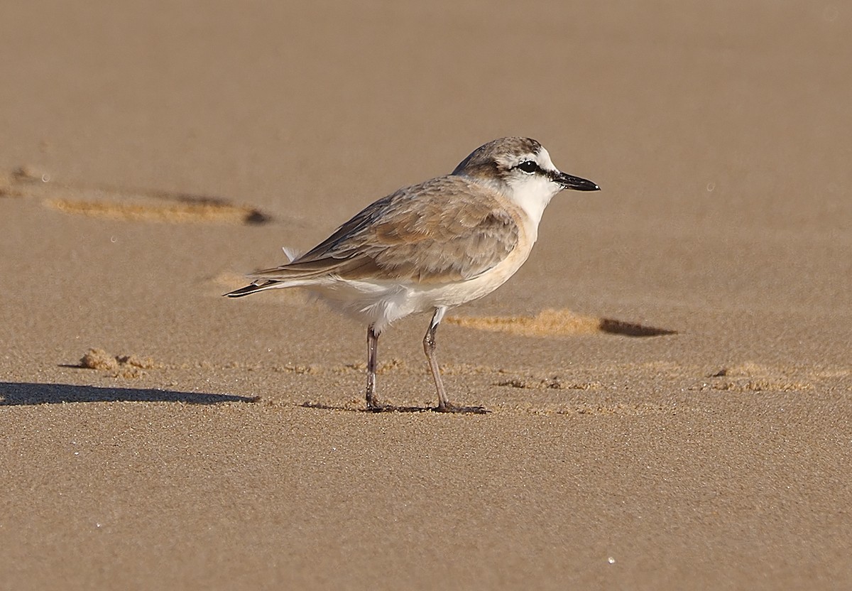 strandlo - ML641046092