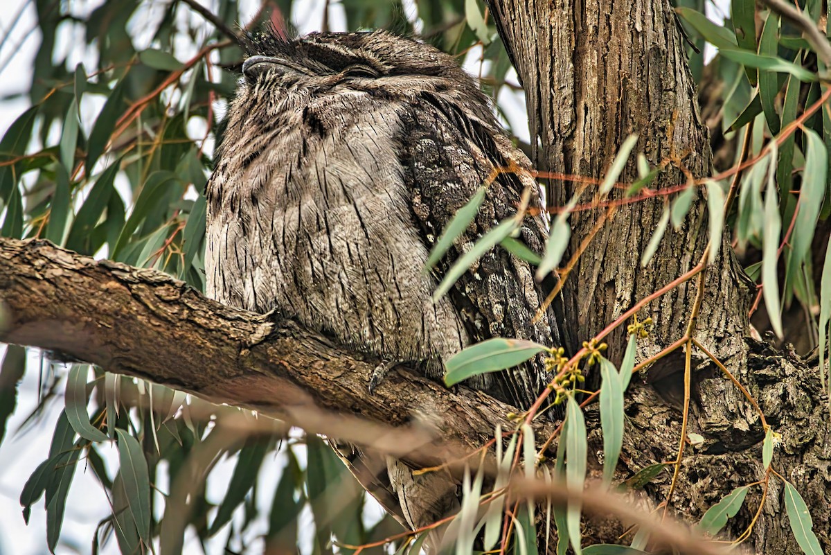 Tawny Frogmouth - ML641046123