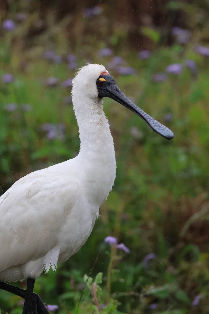 Royal Spoonbill - ML641046132
