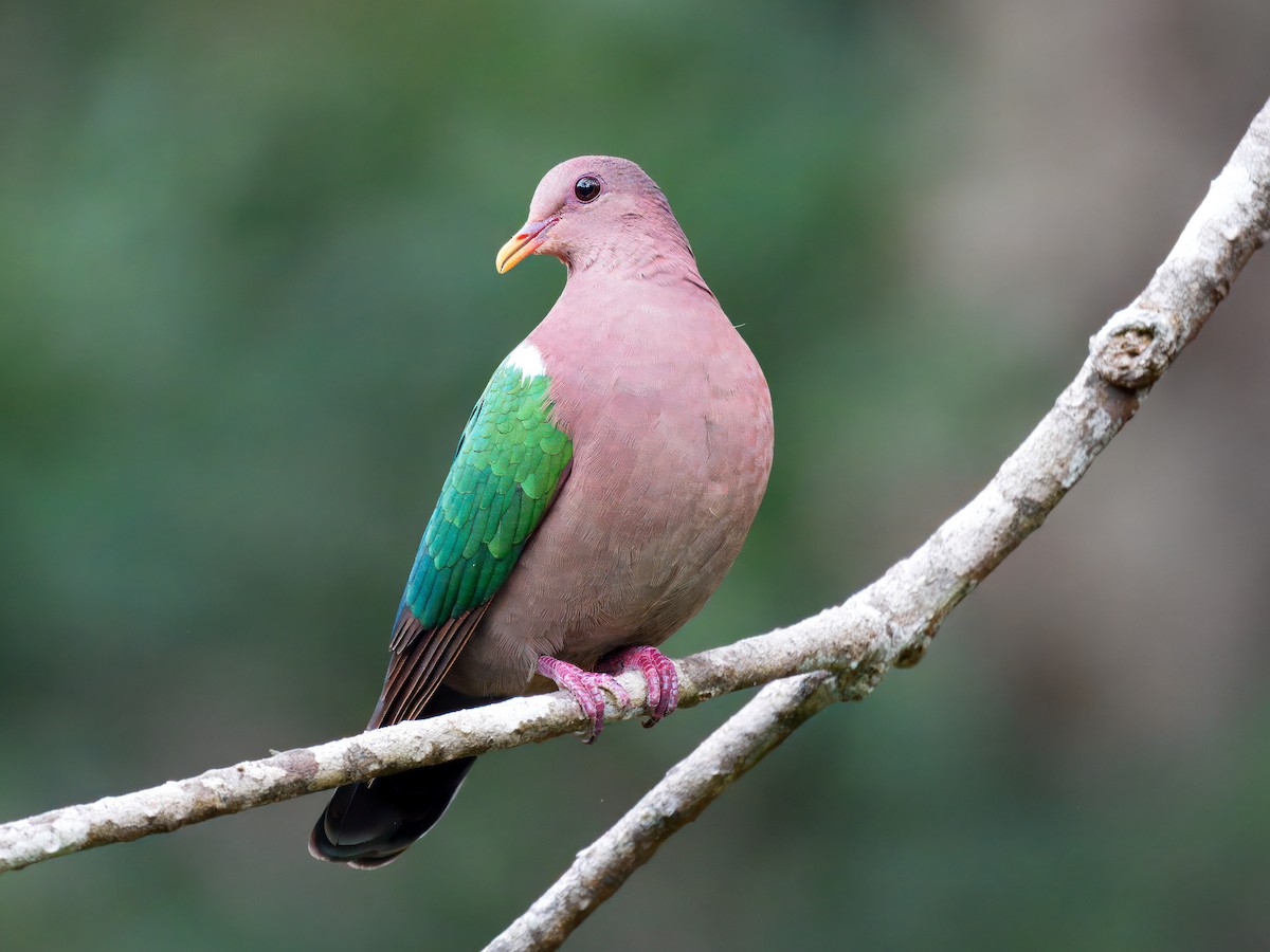 Pacific Emerald Dove - ML641046145