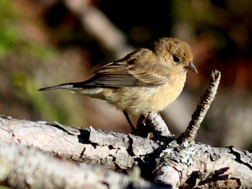 Indigo Bunting - ML641046185